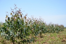 Karamoja Image
